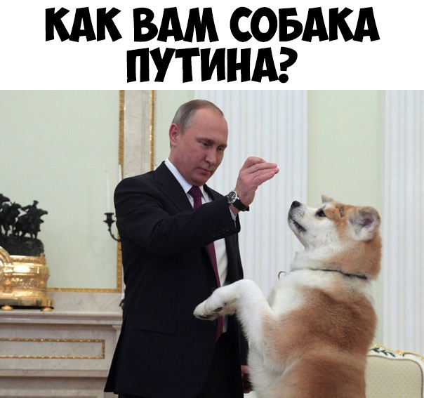 КАК ВАМ СОБАКА ПУТИНА