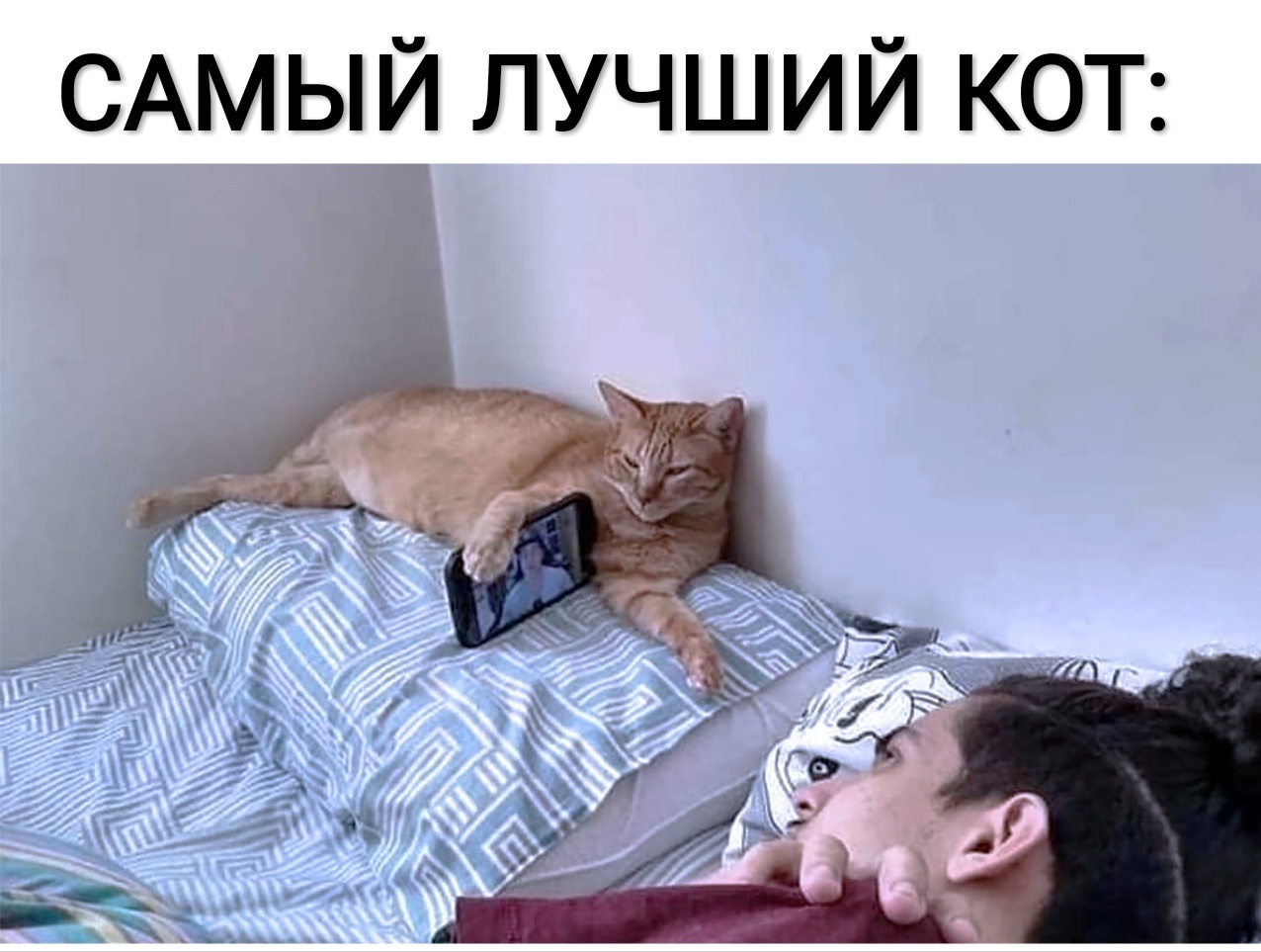 ч САМЫИ ЛУЧШИИ КОТ
