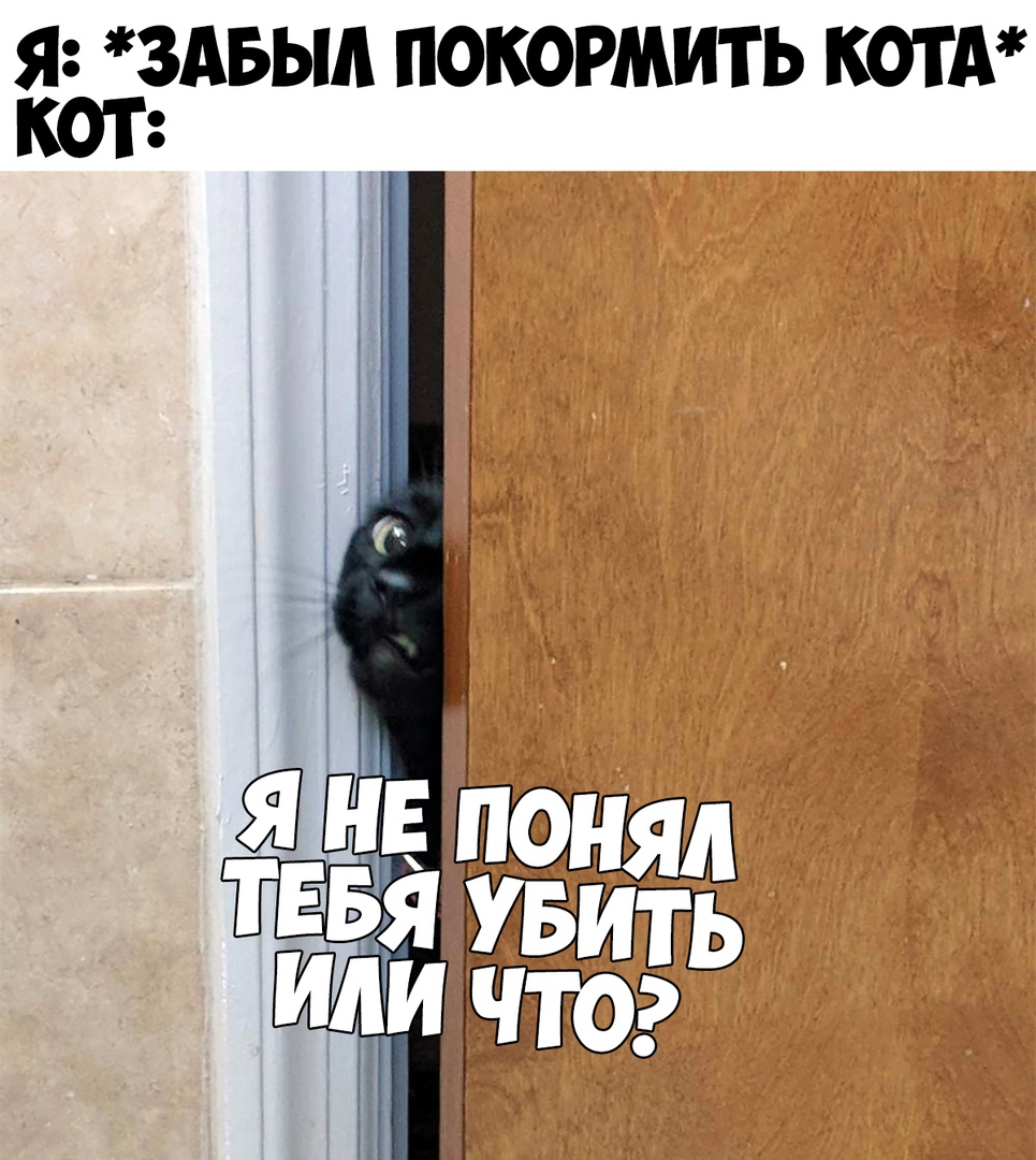 Я ЗАБЬШ ПОКОРМИТЬ КОТА кот