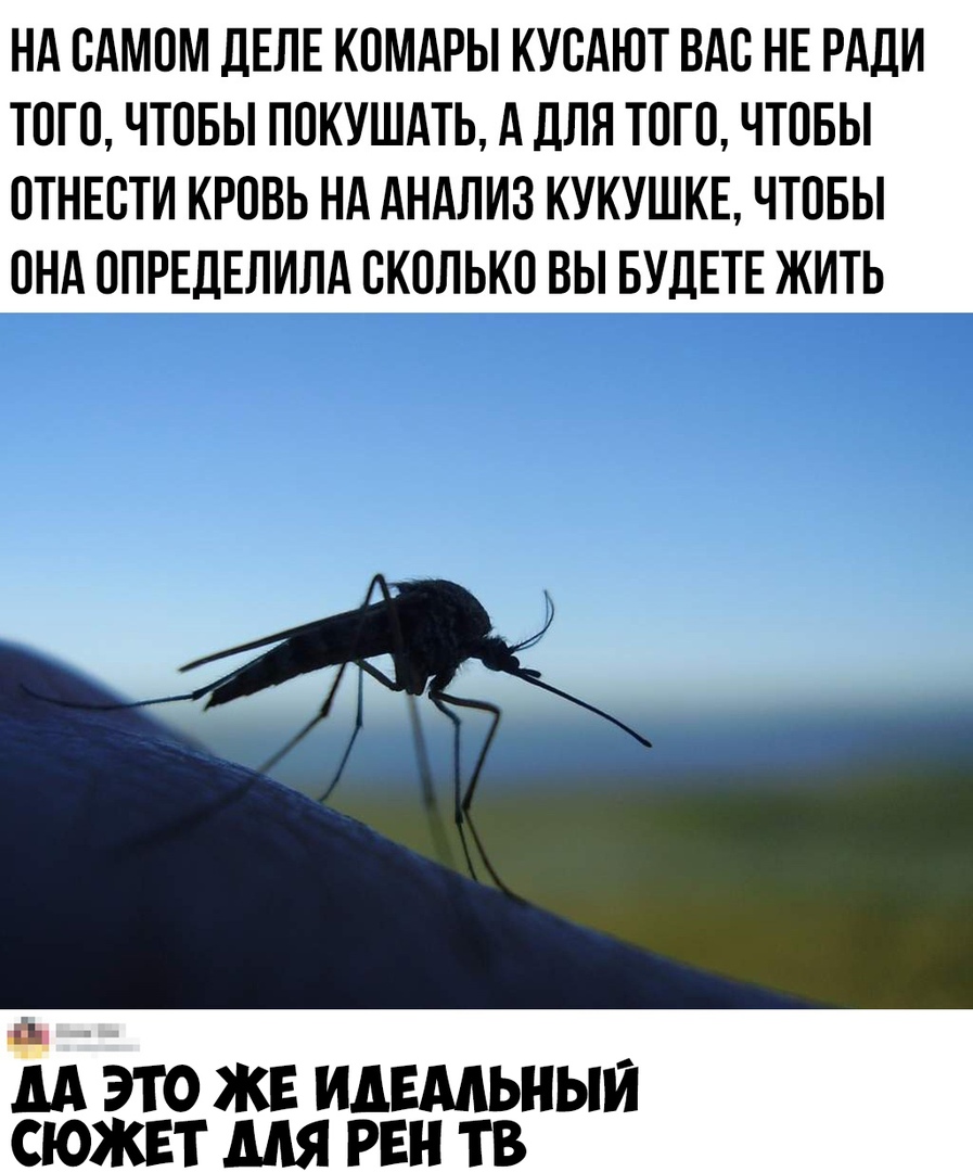 НА САМОМ ДЕЛЕ КОМАРЫ КУОАЮТ ВАО НЕ РАДИ ТОГО ЧТОБЫ ПОКУШАТЬ А ДЛЯ ТОГО ЧТОБЫ ОТНЕОТИ КРОВЬ НА АНАЛИЗ КУКУШКЕ ЧТОБЫ ОНА ОПРЕДЕЛИЛА ОКОЛЬКО ВЫ БУДЕТЕ ЖИТЬ нэ М ЭТО ЖЕ ИДЕАЛЬНЫЙ СЮЖЕТ МЯ РЕН ТВ