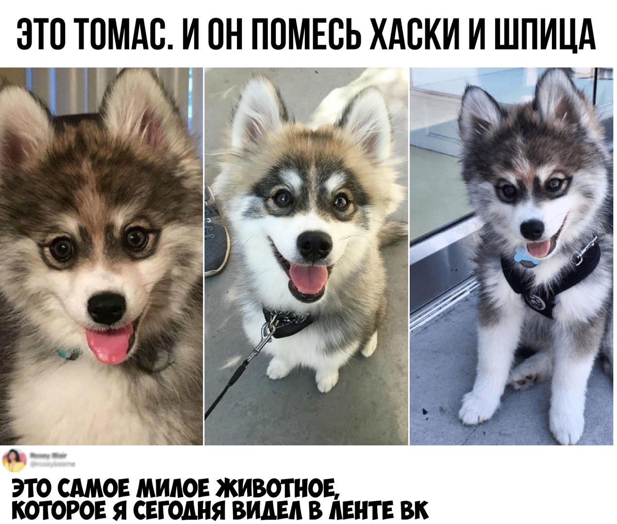 ЭТО ТОМАС И ОНПОМЕСЬ ХАСКИ И ШПИЦА 1 ь о ЭТО САМОЕ МИАОЕ ЖИВОТНОЕ КОТОРОЕ Я СЕГОДНЯ ВИДЕЛ В ЛЕНТЕ ВК