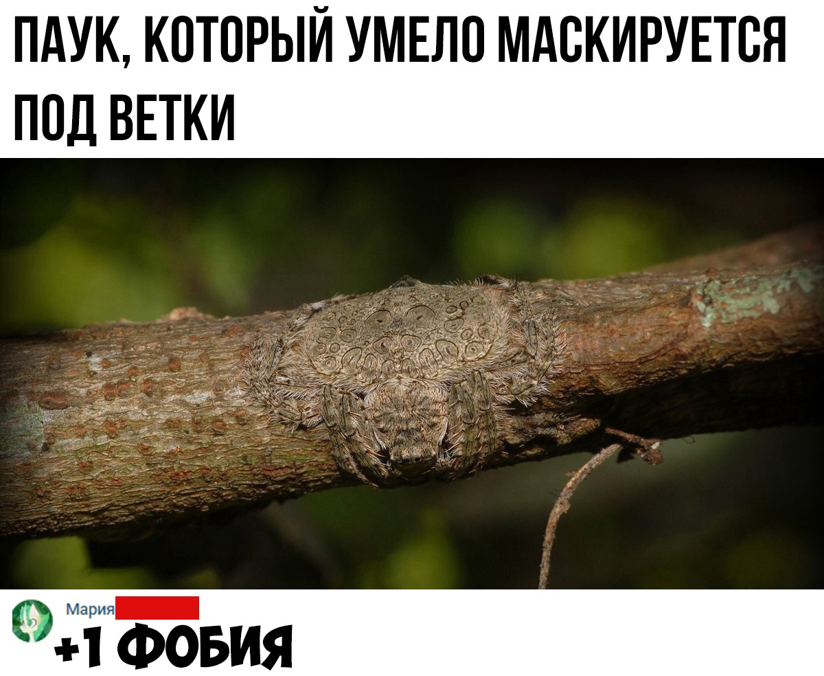 ПАУК КОТОРЫЙ УМЕЛО МАВКИРУЕТВЯ ПОД ВЕТКИ