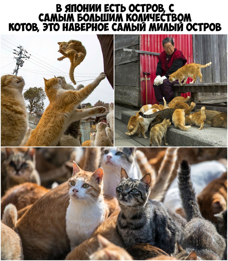 В ЯПОНИИ ЕСТЬ ОСТРОВ С САМЫМ БОЛЬШИМ КОАИЧЕСТВОМ МИАЬМ ОСТРОВ _ КОТОВ ЭТО НАВЕРНОЕ САМЬ