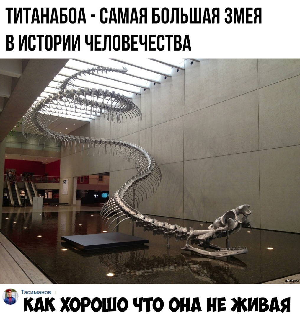ТИТАНАБПА САМАЯ БОЛЬШАЯ ЗМЕН В ИСТОРИИ ЧЕЛОВЕЧЕСТВА кАк хорошо что онА нв живдя