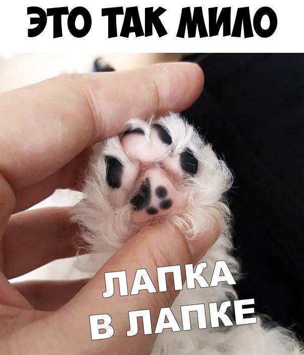 ЭТО ТАК МИАО