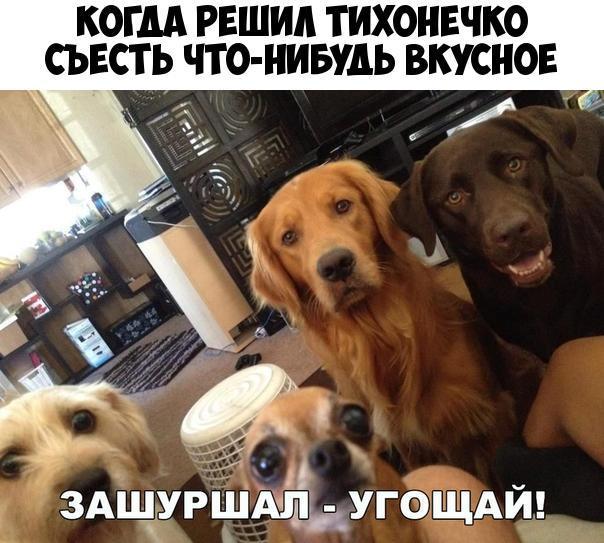 КОГДА РЕШИА ТИХОНЕЧКО СЪЕСТ Ь ЧТО НИБУДЬ ВКУСНО ЗАШУРШАЁЬУГОЩАИ