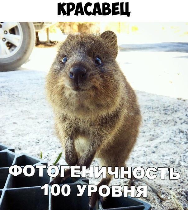 КРАСАВЕЦ