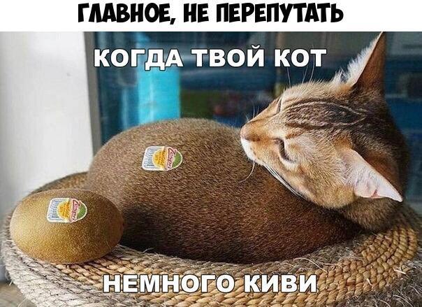 ГЛАВНОЕ НЕ ПЕРЕПУТАТЬ КОГдАТВОЙ КОТ