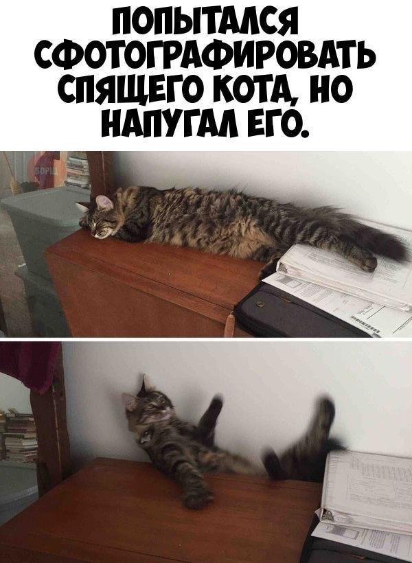 ПОПЫТМСЯ СФОТОГРАФИРОВАТЬ СПЯЩЕГО КОТА НО АПУ ГМ ЕГО