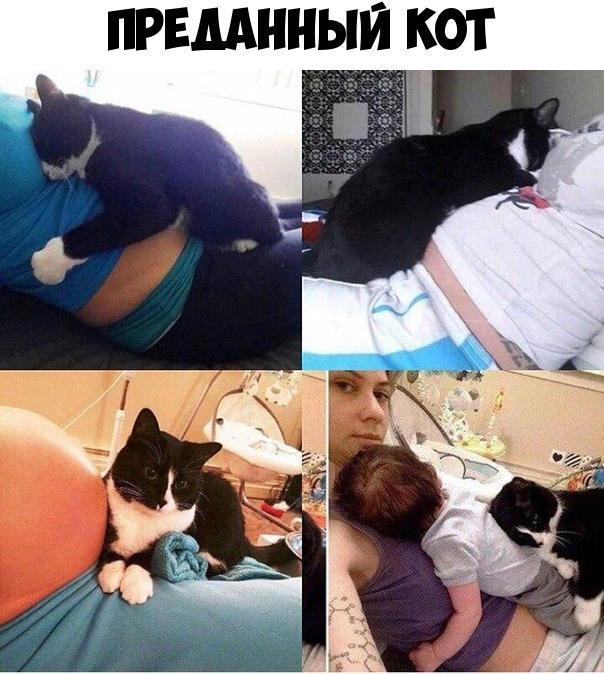 РЕМННЫЙ КОТ
