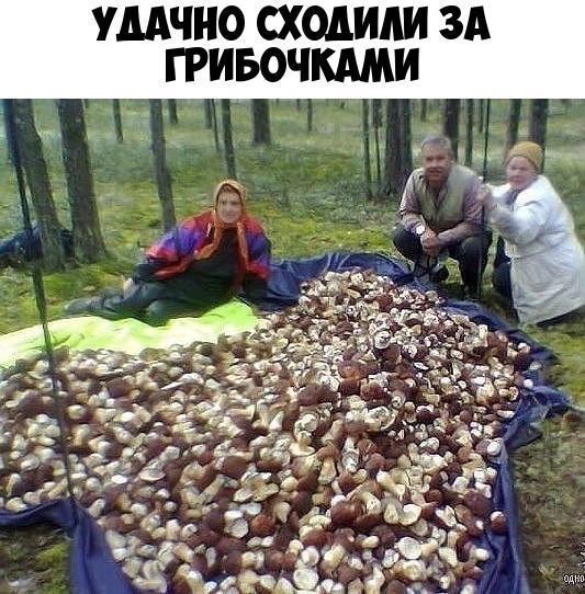 УДАЧНО СХОАИШ ЗА ГРИБОЧКАМИ
