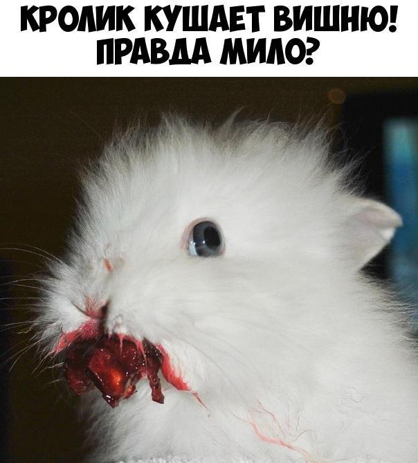 КРОЛИК КУШАЕТ ВИШНЮ ПРАВДА МИЛО