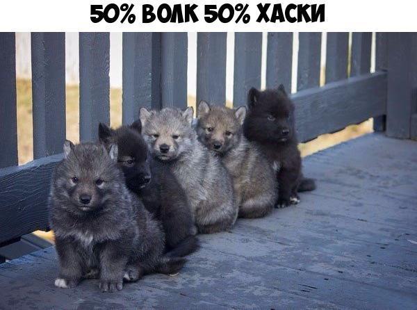 50 ВОЛК 50 ХАОС