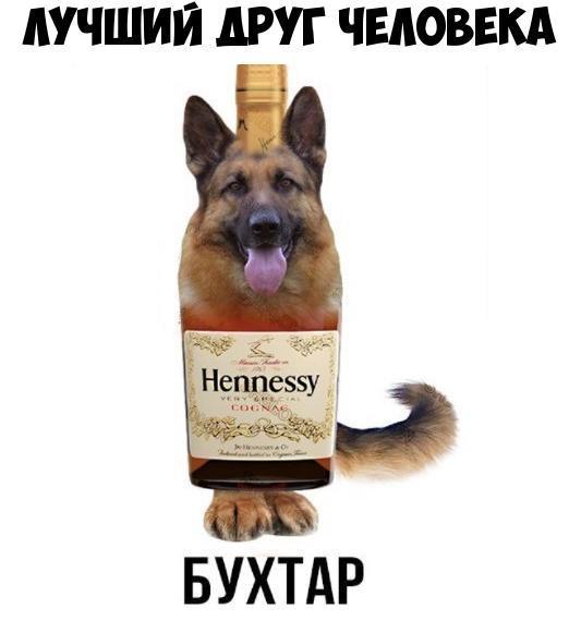 ЛУЧШИЙ ДРУГ ЧЕЛОВЕКА БУХТАР