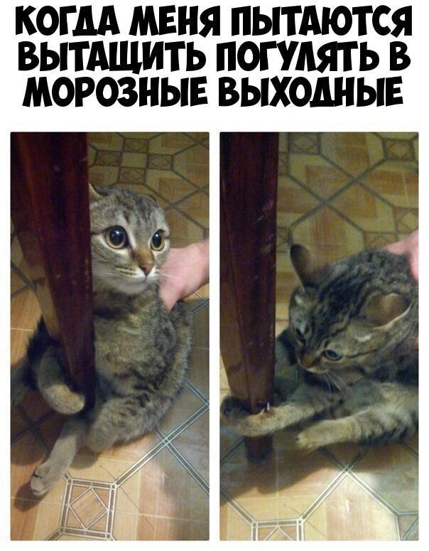 КОГДА МЕНЯ ПЫТАЮТСЯ ВЫТАЩИТЬ ПОГУАЯТ Ь В МОРОЗНЫЕ ВЫХОДНЫЕ