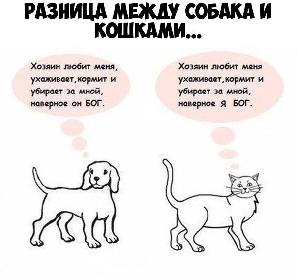 РАЗНИЦА МЕЖДУ СОБАКА И х и мшъщм и и и р вог Хо мдм ухптпшрмит 9 Ми шой мир 11 Бог