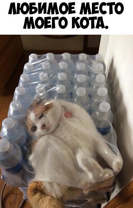 МОБИМОЕ МЕСТО МОЕГО КОТА