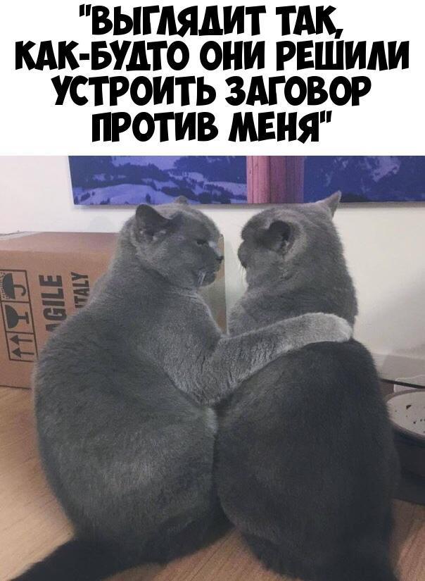 ВЫГАЯДИТ ТАК КАК БУАТО ОНИ РЕШИАИ УСТРОИТЬ ЗАГОВОР ПРОТИВ МЕНЯ