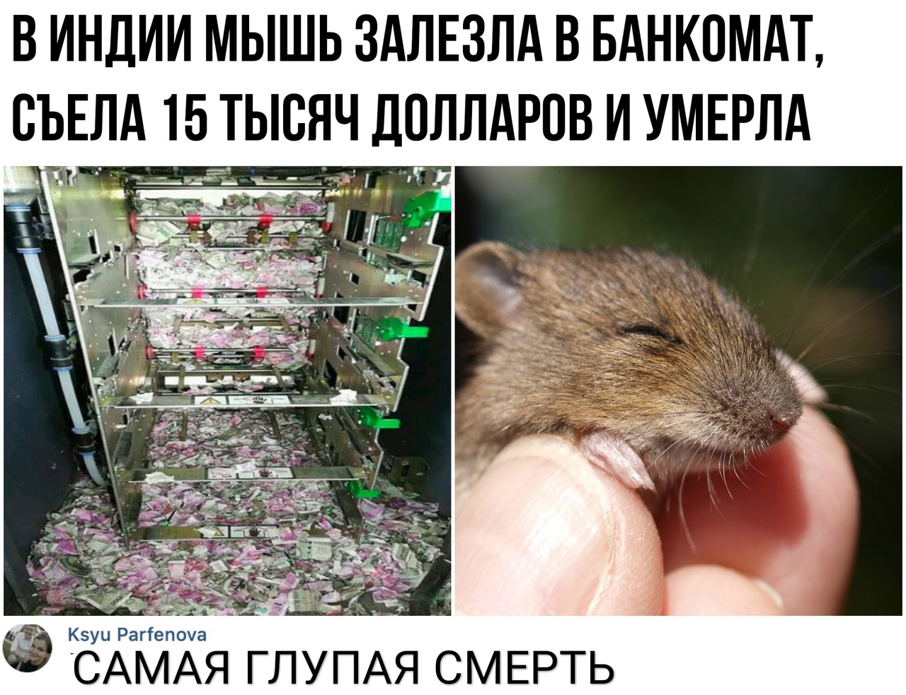 В ИНДИИ МЫШЬ ЗАЛЕЗЛА В БАНКОМАТ СЪЕЛА 15 ТЫСЯЧ ДОЛЛАРОВ И УМЕРЛА САМАЯ ГЛУПАЯ СМЕРТЬ