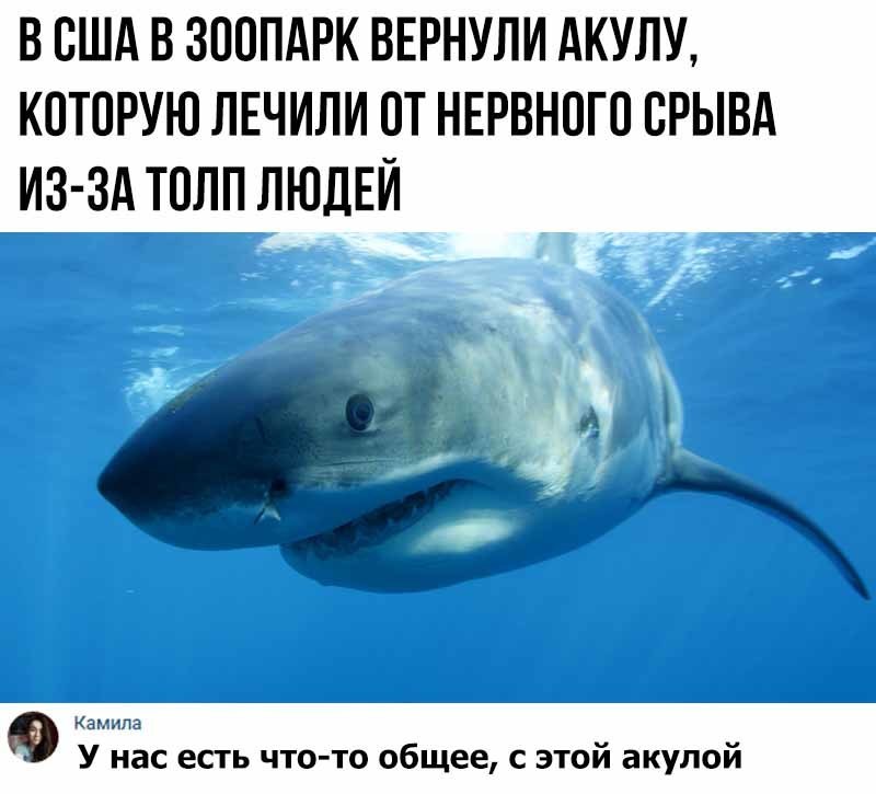 В США В ЗООПАРК ВЕРНУЛИ дКУЛУ КОТОРУЮ ЛЕЧИЛИ ОТ НЕРВНОГО ОРЫВА ИЗ ЗА ТОЛП ЛЮДЕЙ КБРИПЭ в У нас есть что то общее с этой акулой