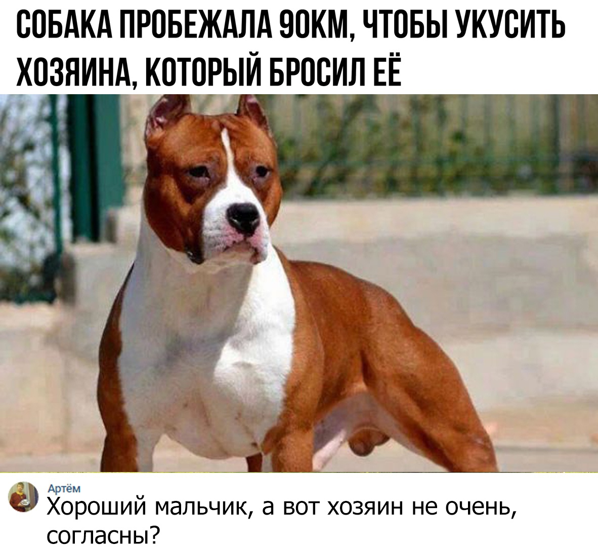СОБАКА ПРОБЕЖАЛА ООКМ ЧТОБЫ УКУОИТЬ ХОЗЯИНА КОТОРЫЙ БРООИЛ ЕЁ Р _ к Атём Хорошии мальчик а вот хозяин не очень согласны
