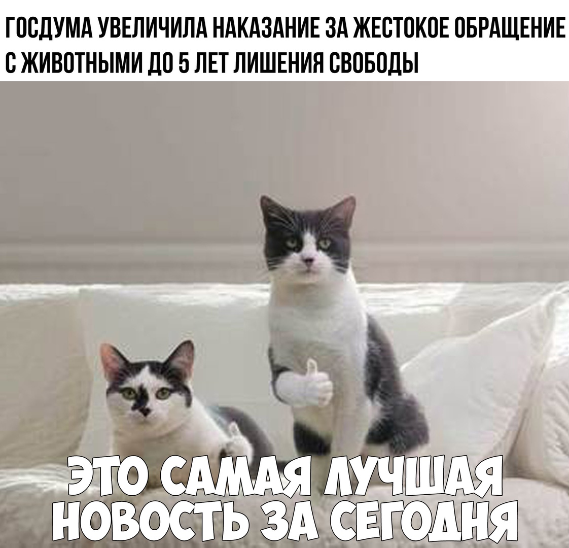 ГПСДУМА УВЕЛИЧИЛА НАКАЗАНИЕ ЗА ЖЕСТПКПЕ ОБРАЩЕНИЕ В ЖИВОТНЫМИ ДО 5 ЛЕТ ЛИШЕНИЯ СВОБОДЫ И шмі