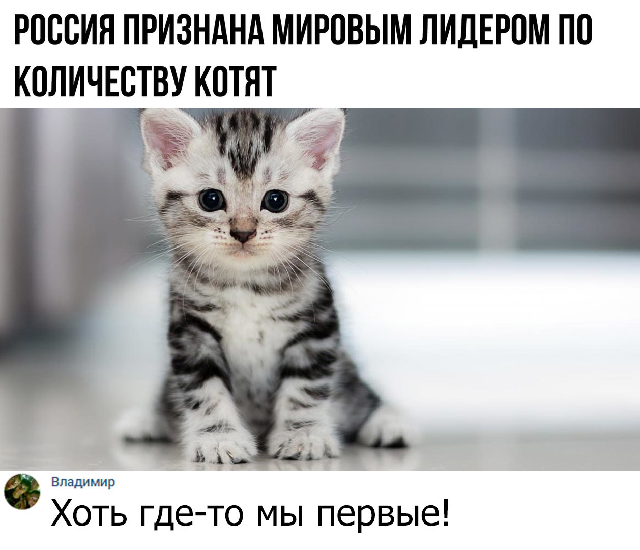 РОССИЯ ПРИЗНАНА МИРОВЫМ ЛИДЕРОМ ПО КПЛИЧЕСТВУ КОТЯТ 3 Владимир Хоть где то мы первые