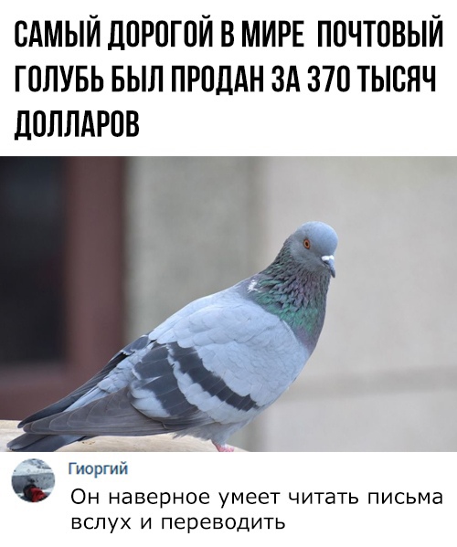 САМЫЙ ДПРОГПЙ В МИРЕ ПОЧТОВЫЙ ГОЛУБЬ БЫЛ ПРПДАН ЗА 370 ТЫСЯЧ ДОЛЛАРПВ Т Гисуип Он наверное умеет читать письма вслух и переводить
