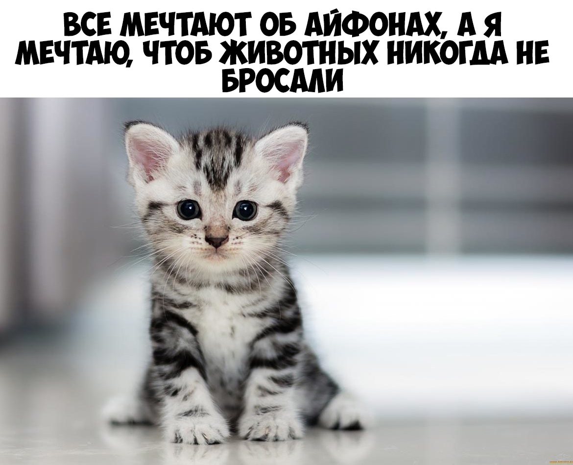 ВСЕ МЕЧТАЮТ ОБ АЙФОНАХ А Я МЕЧТАЮ ЧТОБ ЁЬИВОТНИЫХ НИКОГДА НЕ