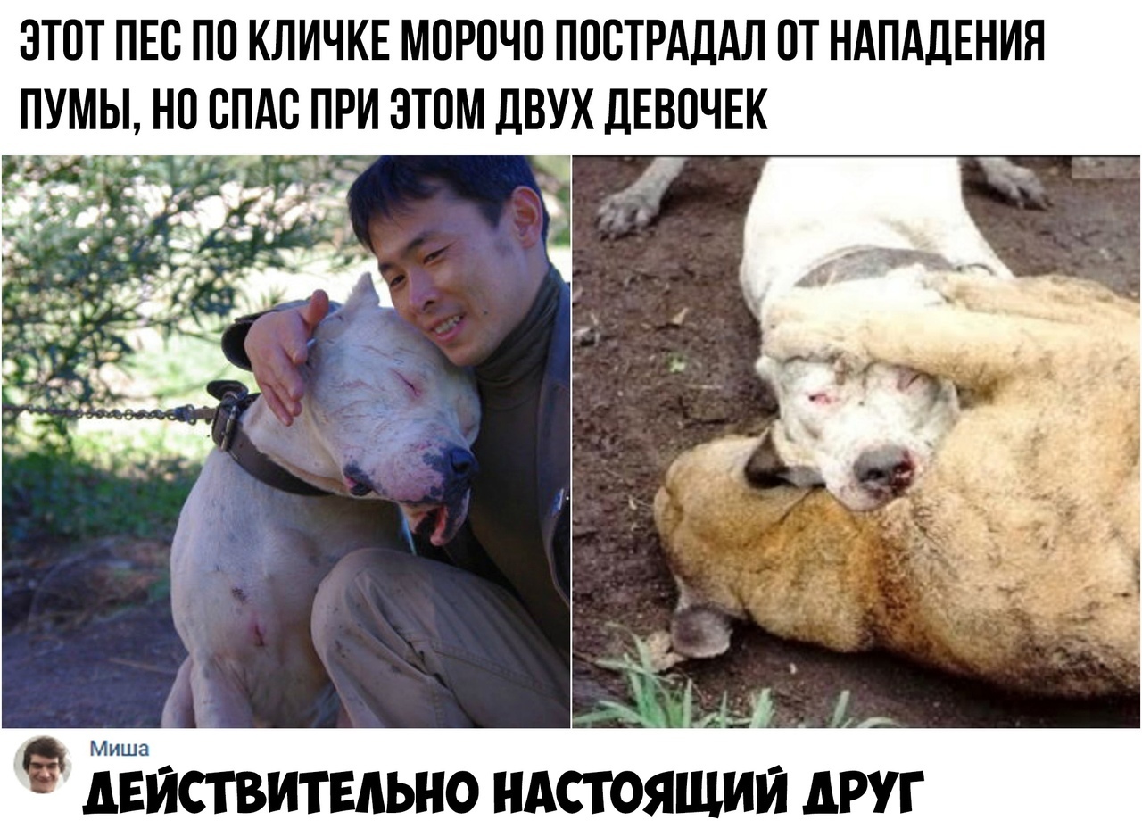 ЭТОТ ПЕС ПП КЛИЧКЕ МОРПЧП ППСТРАДАЛ ПТ НАПАДЕНИЯ ПУМЫ НП ВПАВ ПРИ ЭТОМ ДВУХ дЕВПЧЕК ЁЁиствитЕдьно ндстояшии друг