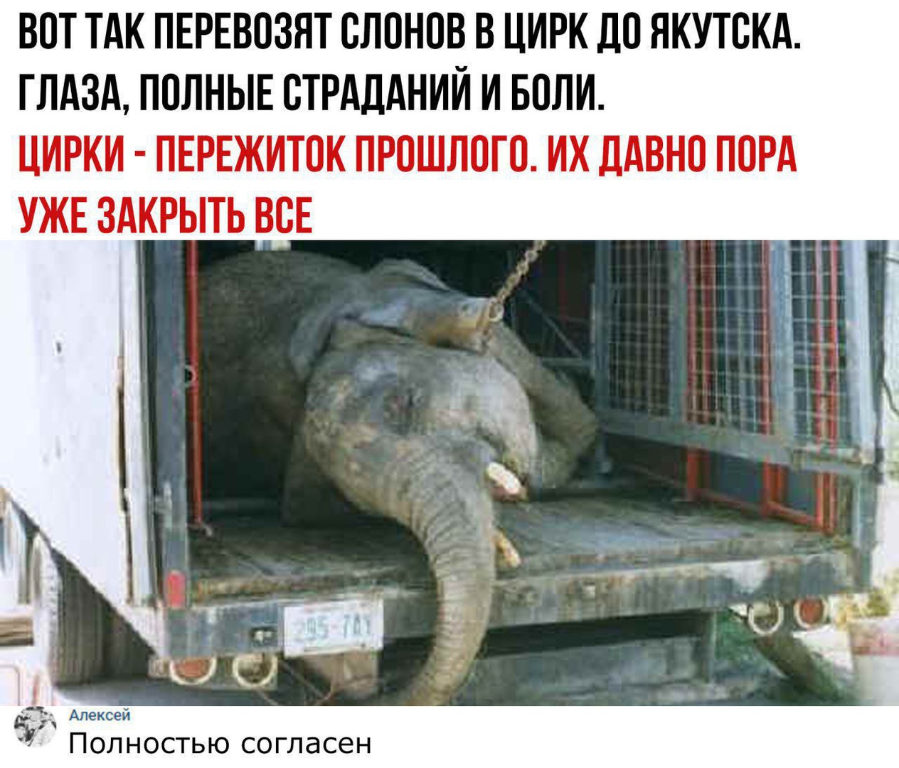 ВОТ ТАК ПЕРЕВОЗНТ СЛОНОВ В ЦИРК ДО ЯКУТОКА ГЛАЗА ПОЛНЫЕ ОТРАДАНИЙ И БОЛИ ЦИРКИ ПЕРЕЖИТОК ПРОШЛОГО ИХ ДАВНО ПОРА УЖЕ ЗАКРЫТЬ ВОЕ