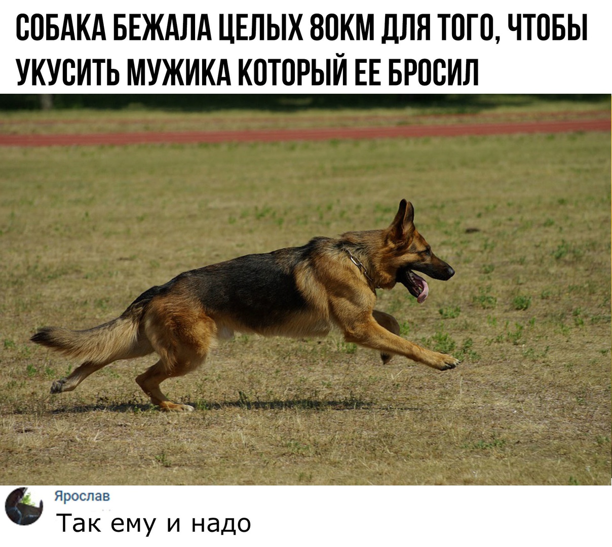 СОБАКА БЕЖАЛА ЦЕЛЫХ 80КМ ДЛЯ ТОГО ЧТОБЫ УКУВИТЬ МУЖИКА КОТОРЫЙ ЕЕ БРОВИЛ Я Так ему и надо