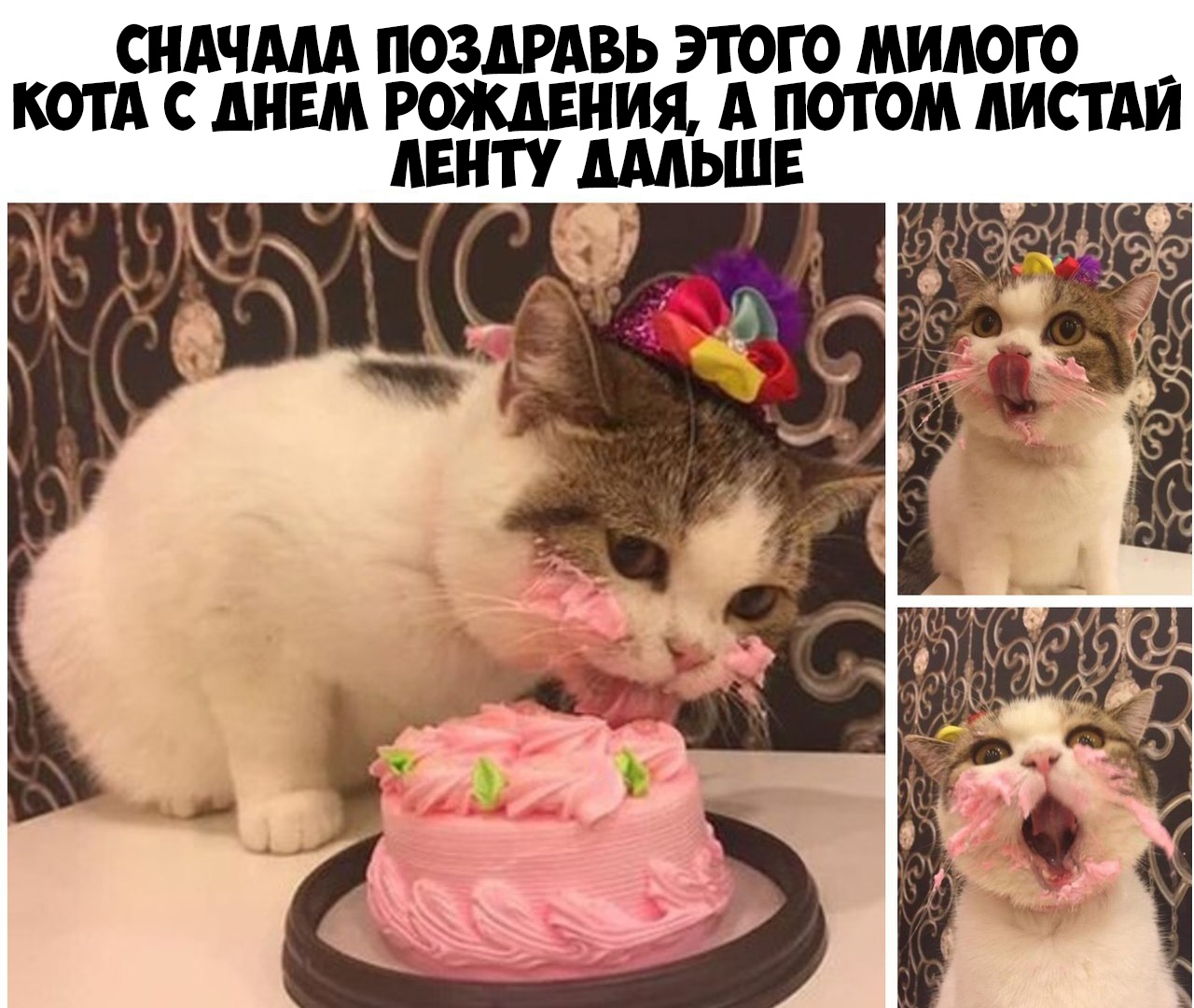 сндчмд поздрдвь этою милого _ котА днвм решения А потом пистАи манту щьшв