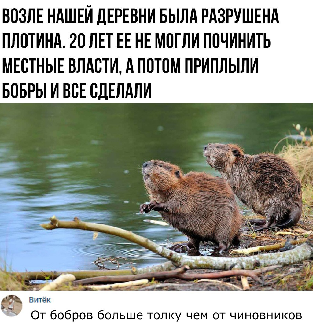 ВОЗЛЕ НАШЕЙ ДЕРЕВНИ БЫЛА РАЗРУШЕНА ПЛОТИНА 20 ЛЕТ ЕЕ НЕ МОГЛИ ПОЧИНИТЬ МЕСТНЫЕ ВЛАСТИ А ПОТОМ ПРИПЛЫЛИ БОБРЫ И ВСЕ СДЕЛАЛИ От бобров больше толку чем от чиновников
