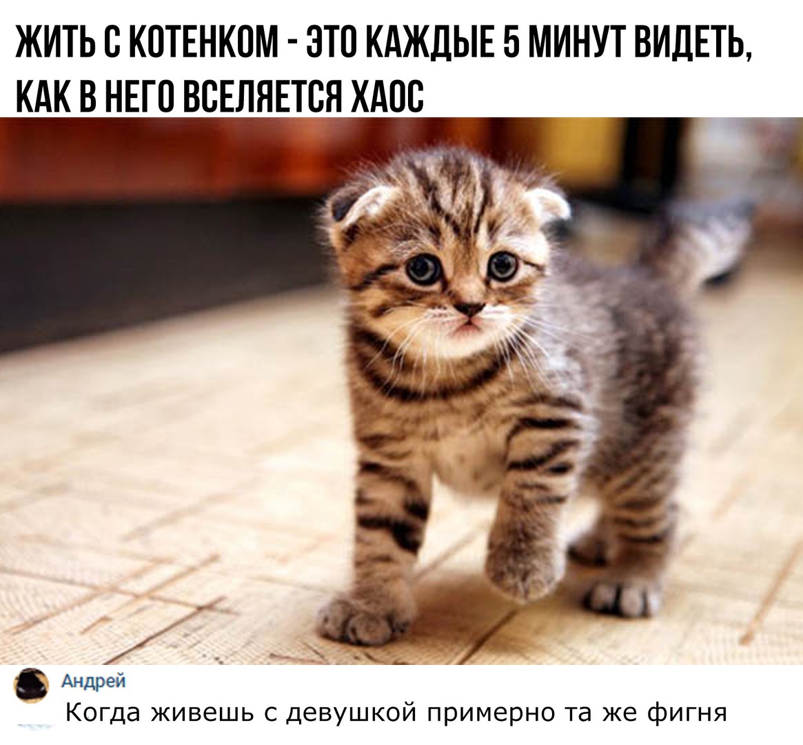 ЖИТЬ С КОТЕНКПМ ЭТО КАЖДЫЕ 5 МИНУТ ВИДЕТЬ КАК В НЕГО ВСЕЛЯЕТВЯ ХАОС д _ _А _ к Андрей Когда живешь с девушкой примерно та же фигня