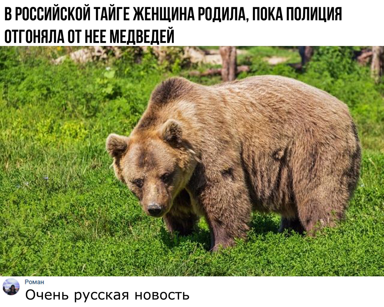 В РОССИЙСКОЙ ТАИГЕ ЖЕНЩИНА РСДИЛА ПСКА ПОЛИЦИЯ СТГСНЯЛА СТ НЕЕ ИЕДВЕДЕИ Роман Очень русская новость