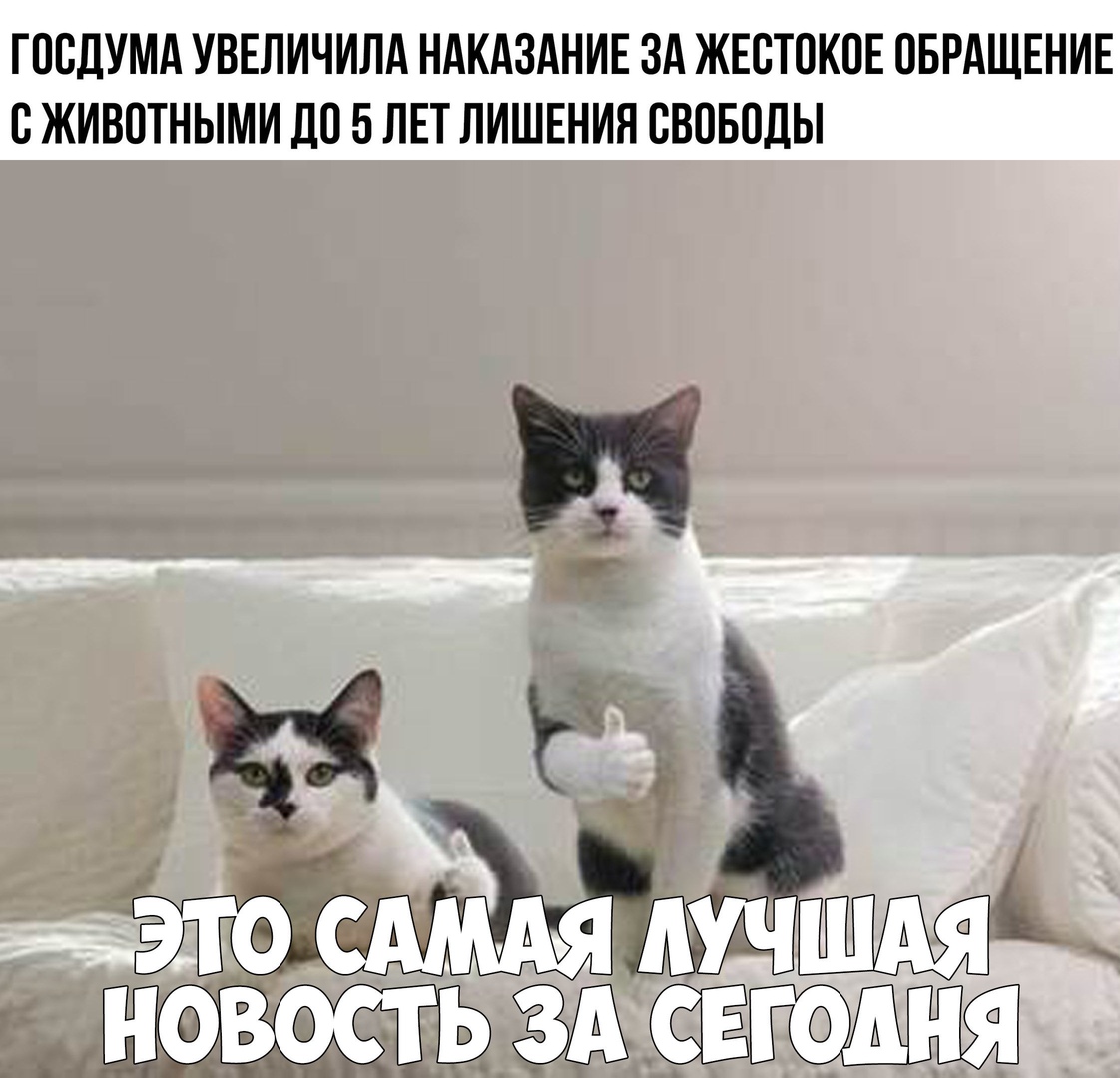 ГПСДУМА УВЕЛИЧИЛА НАКАЗАНИЕ ЗА ЖЕСТПКПЕ ОБРАЩЕНИЕ В ЖИВОТНЫМИ ДО 5 ЛЕТ ЛИШЕНИЯ СВОБОДЫ т р шмі