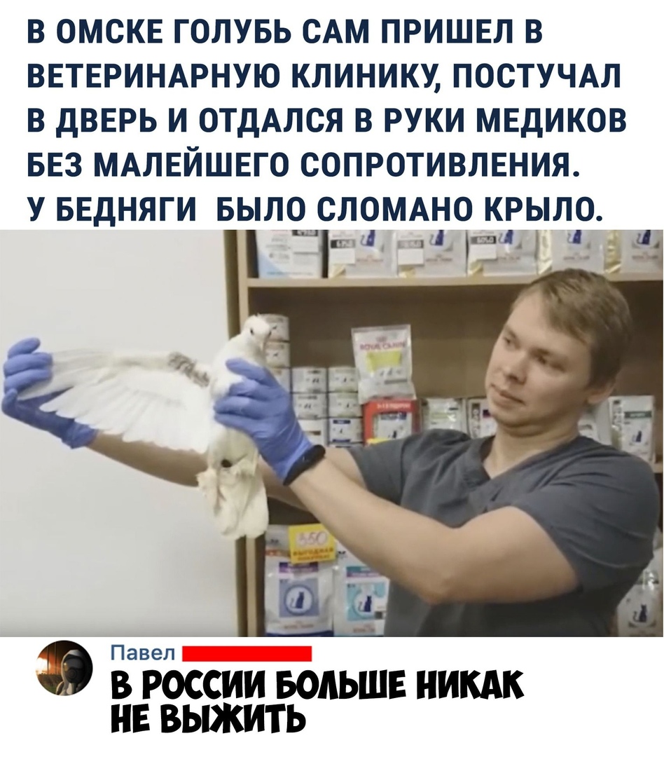 В ОМСКЕ ГОЛУБЬ САМ ПРИШЕЛ В ВЕТЕРИНАРНУЮ КЛИНИКУ ПОСТУЧАЛ В дВЕРЬ И ОТДАЛСЯ В РУКИ МЕДИКОВ БЕЗ МАЛЕЙШЕГО СОПРОТИВЛЕНИЯ У БЕДНЯГИ БЫЛО СЛОМАНО КРЫЛО гаи Павел В РОССИИ БОЛЬШЕ НИКАК НЕ ВЫЖИТ Ь