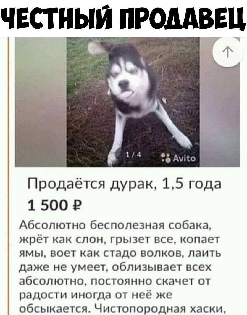 чвстныи промввц Г Продаётся дурак 15 года 1 500 Р Абсолютно бесполезная собака жрёт как слон грызет все копает ямы воет как стадо волков лаить даже не умеет облизывает всех абсолютно постоянно скачет от радости иногда от неё же обсыкается Чистопородная хаски
