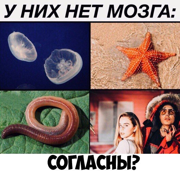 У НИХ НЕТ МОЗГА