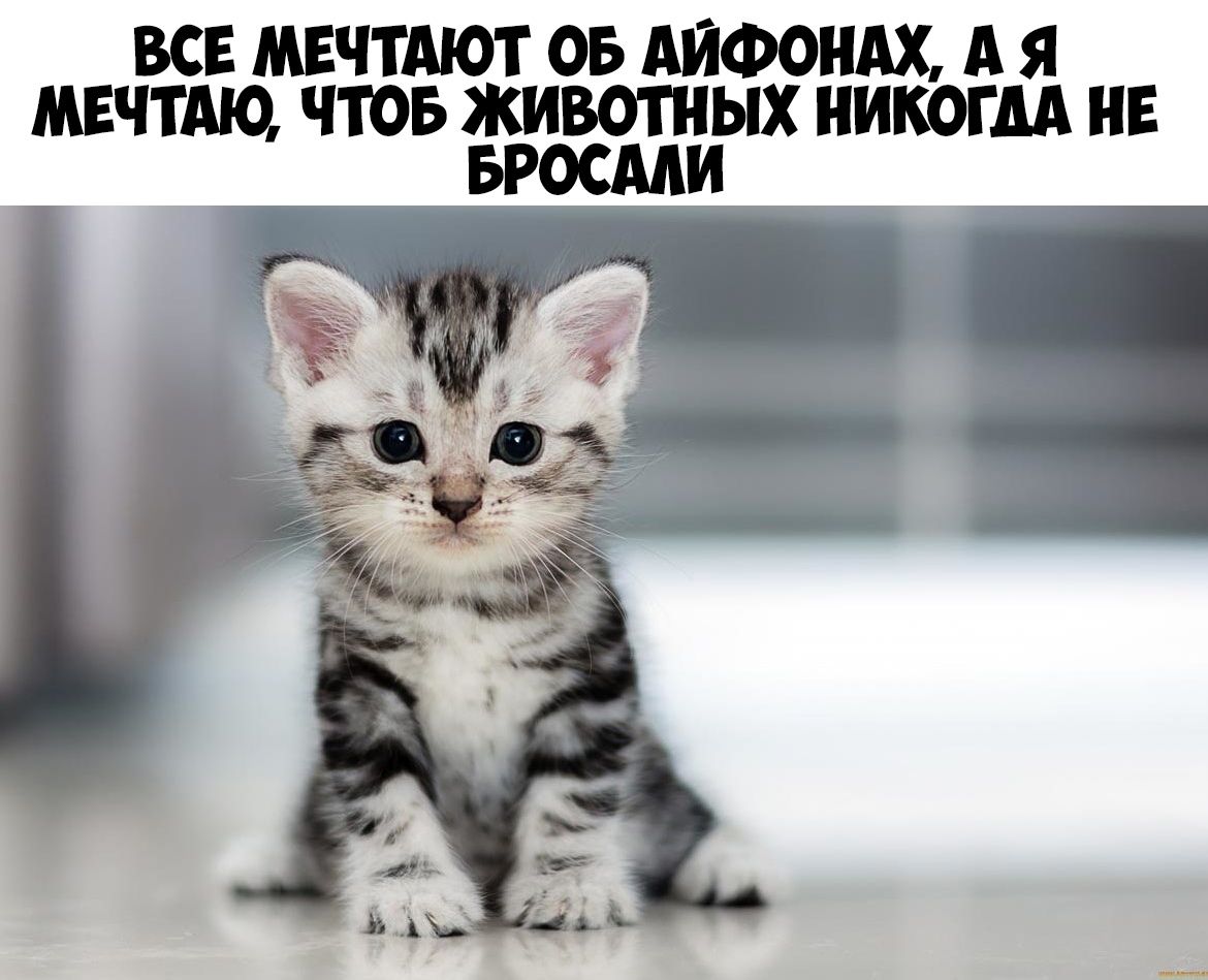 ВСЕ МЕЧТАЮТ ОБ АЙФОНАХ А Я МЕЧТАЮ ЧТОБ ЖИВОТНЫХ НИКОГДА НЕ БРОСМИ