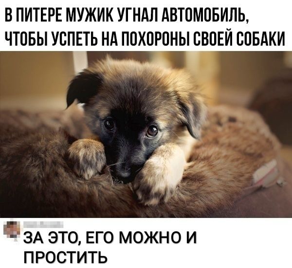 В ПИТЕРЕ МУЖИК УГНАЛ АВТОМОБИЛЬ ЧТОБЫ УОПЁТЬ НА ПОХОРОНЫ ОВОЕИ ООБАКИ ЗА ЭТО ЕГО МОЖНО И ПРОСТИТЬ