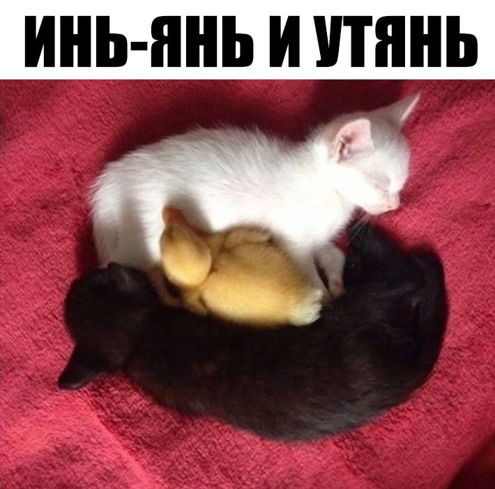 ИНЬ ЯНЬ И ТННЬ