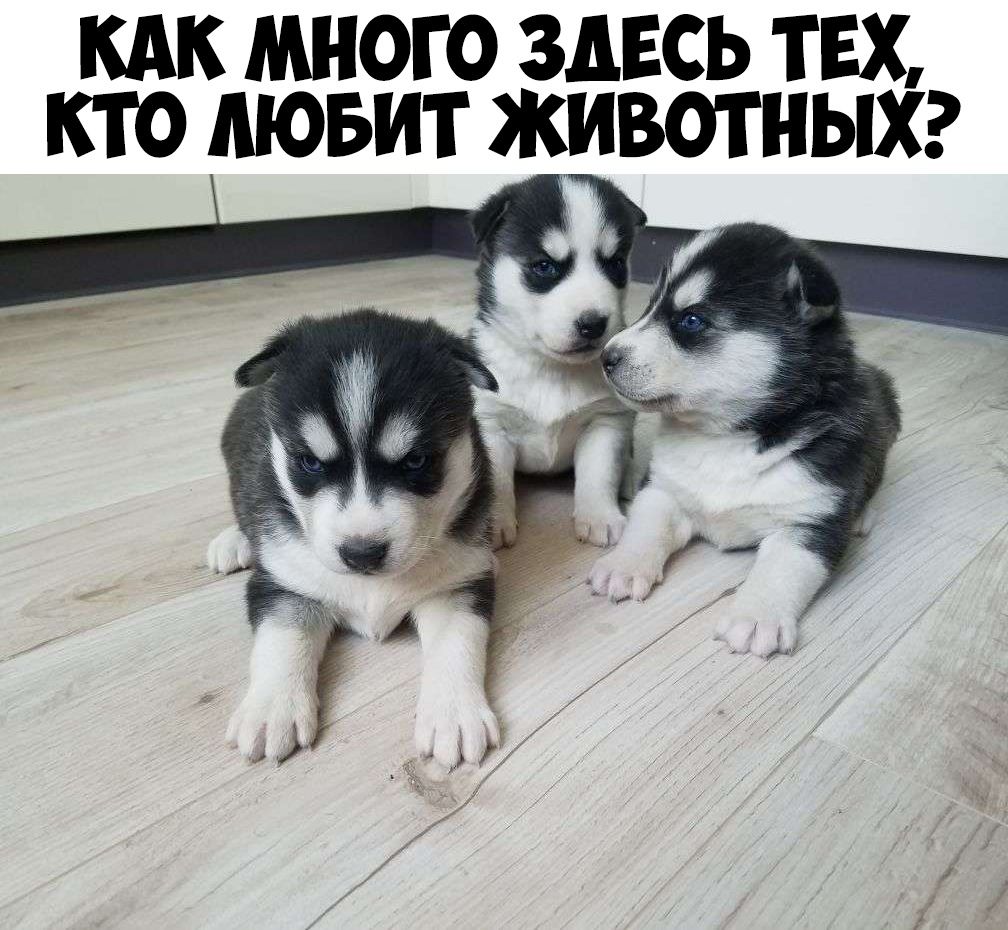 КАК МНОГО ЗДЕСЬ ТЕХ КТО ЛЮБИТ ЖИВОТНЫХ
