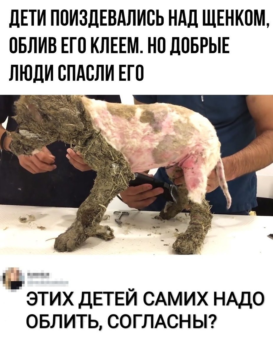 ДЕТИ ПОИЗДЕВАЛИСЬ НАД ЩЕНК0М ОБЛИВ ЕГО КЛЕЕМ НО ДОБРЫЕ ЛЮДИ СИАСЛИ ЕГО ЭТИХ ДЕТЕЙ САМИХ НАДО ОБЛИТЬ СОГЛАСНЫ