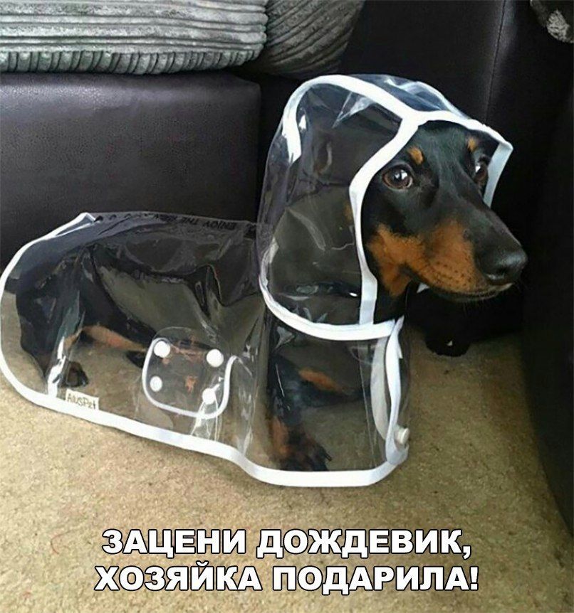 ЖЁШЪ пвд Ави А