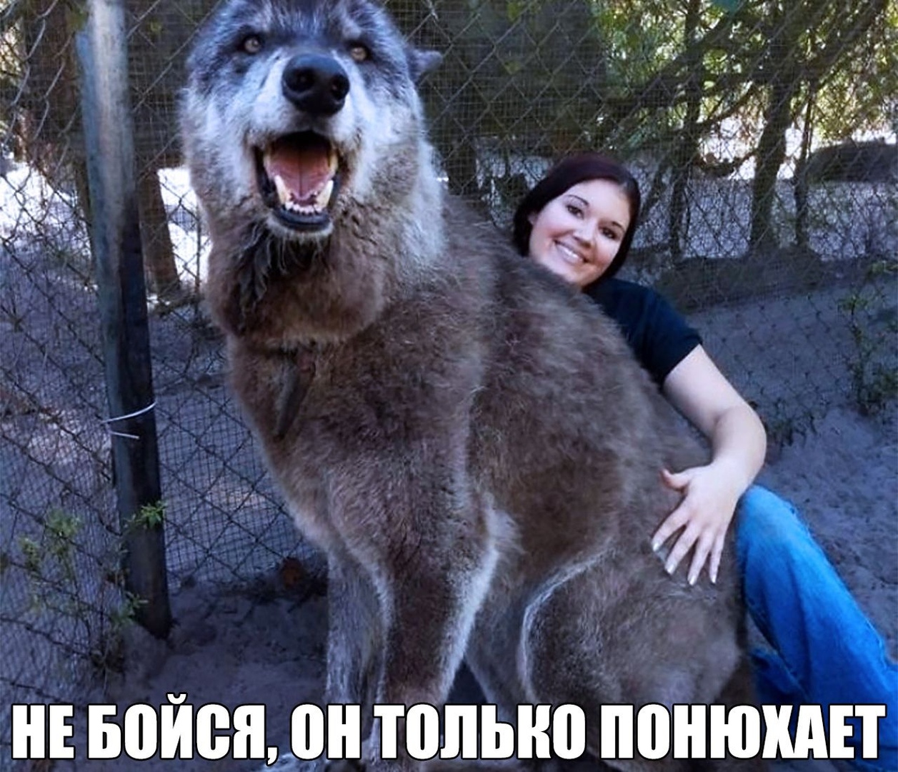 юкщ он штольни п на