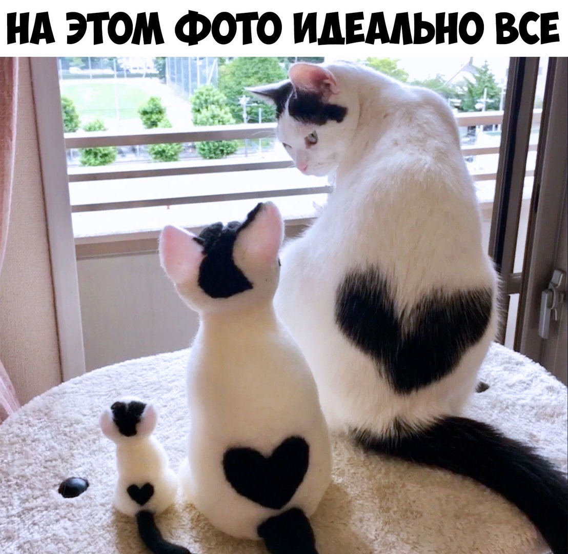 нд этом ФОТО идвмьно все И 11313 _