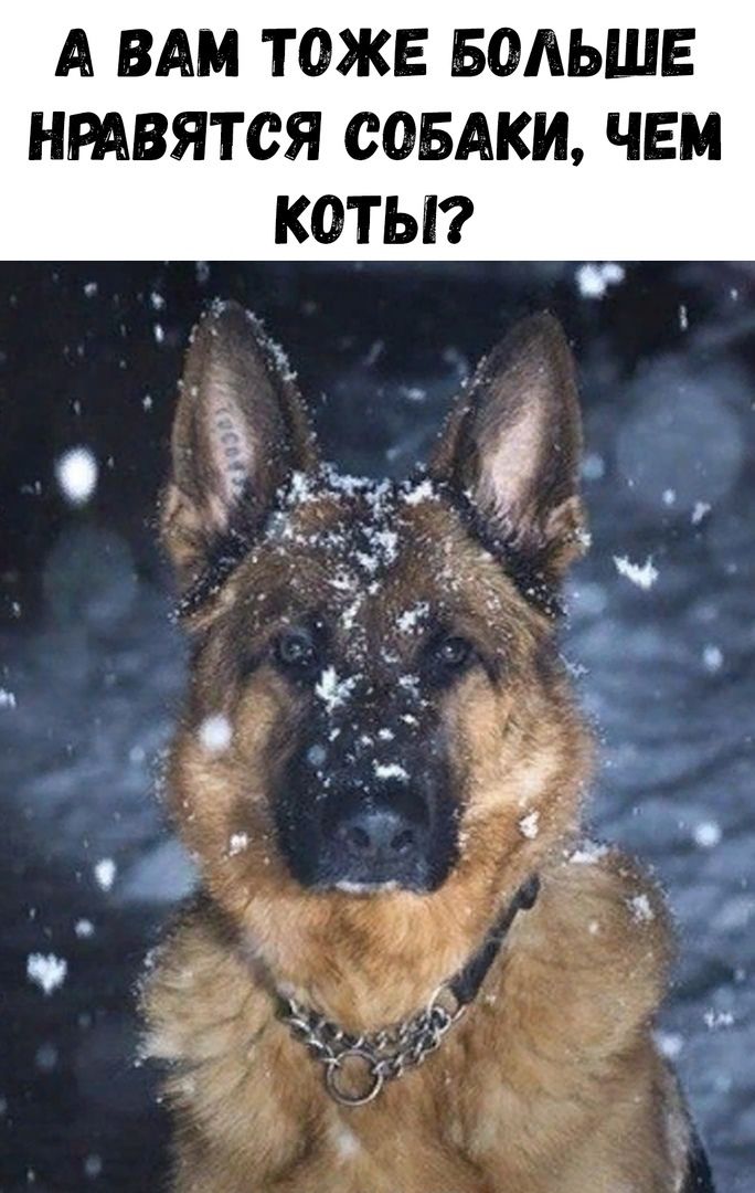 А ВАМ ТОЖЕ БОЛЬШЕ НРАВЯТСЯ СОБАКИ ЧЕМ КОТЫ