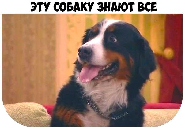 ЭТУ СОБАКУ ЗНАЮТ ВСЕ